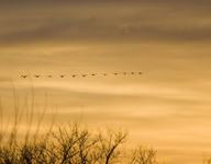 March Geese
